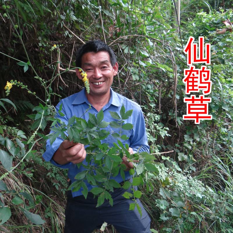 野生仙鹤草 中药材龙芽草 脱力草 狼牙草 自家采晒 干品250g