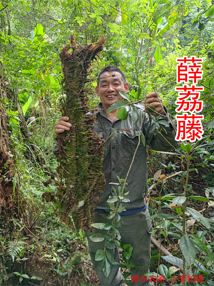 中药材木莲藤 野生薜荔藤 木馒头藤  霹雳藤 新鲜干货500克 包邮
