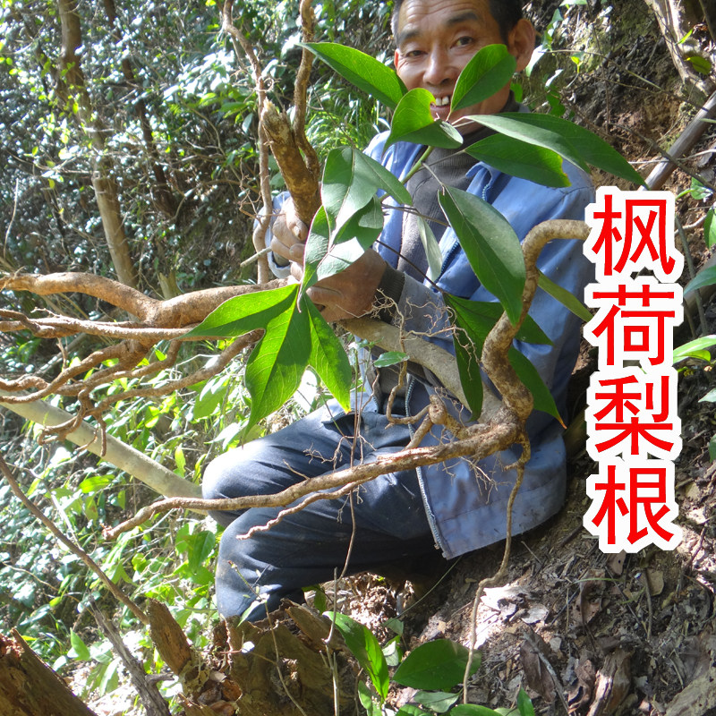 中药材枫荷梨根 树参根 白半枫荷根 枫荷桂根 新鲜 干片500克