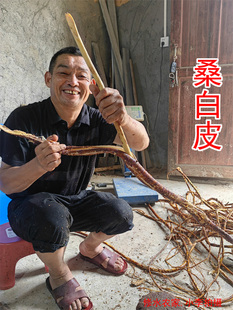 中药材桑白皮 野生桑葚根皮 蚕桑树根皮 深山老桑树根皮干货500克