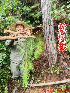 中药材松树根 别名:马尾松根 青松山松 枞松根 新鲜干片250克