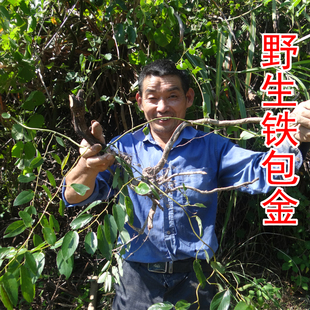 野生铁包金根 中药材勾儿茶 老鼠耳乌龙根 黄鳝藤根 新鲜干品500g