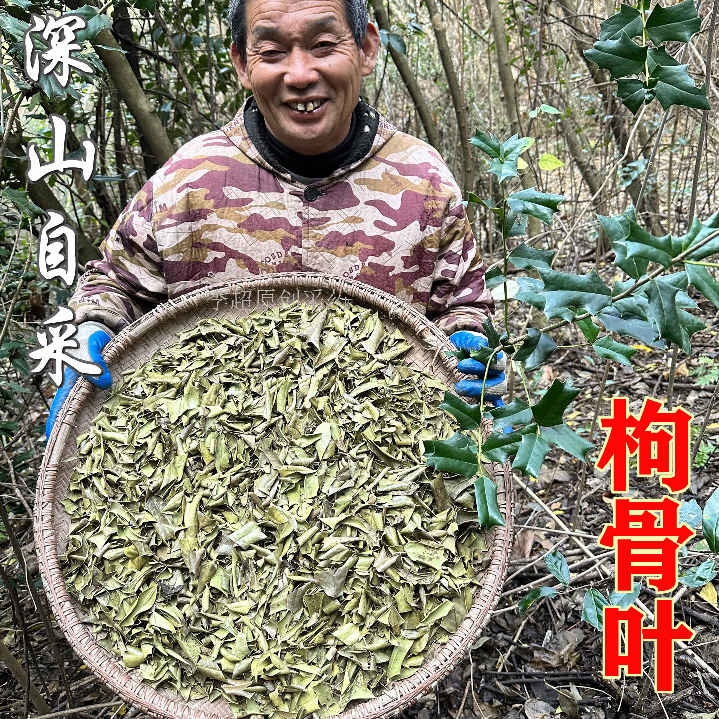 江西修水 深山自采枸骨叶 中药材 功劳叶 羊角刺 狗青竻 天然无硫