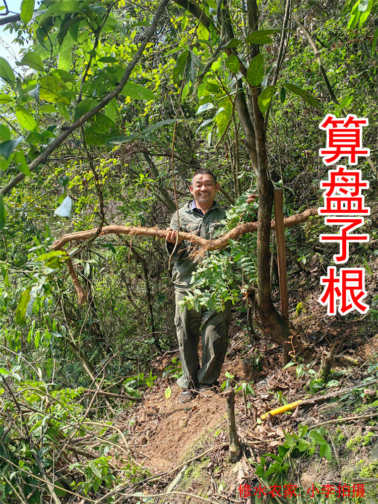 中药材算盘子根 算盘珠 野南瓜根 野生算盘子树根 新鲜干货500克