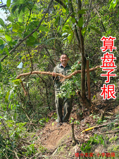 中药材算盘子根 算盘珠 野南瓜根 野生算盘子树根 新鲜干货500克