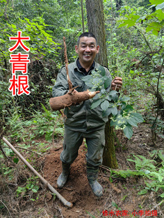 中药材大青根 大青叶根 臭大青根 野生大青叶根 干货500克