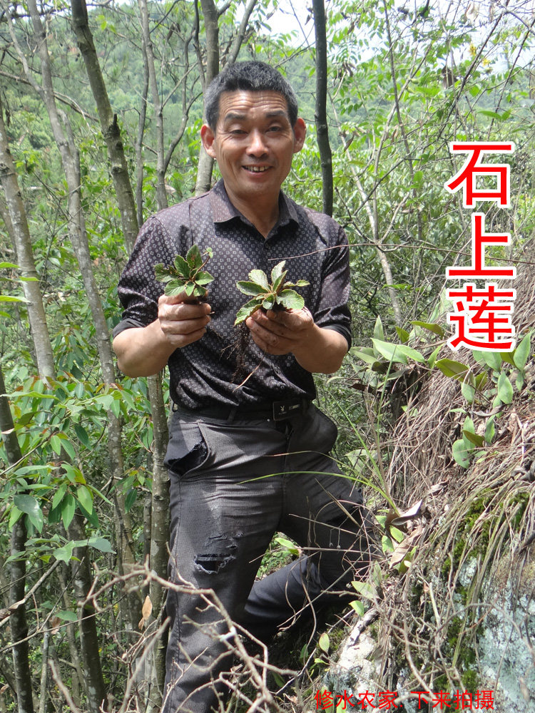 石上莲100g 自家在深山采的石上莲 深山不出头 软肝草