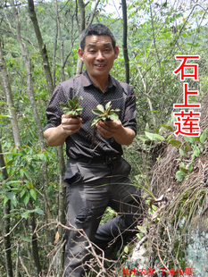 石上莲100g 自家在深山采的石上莲 深山不出头 软肝草