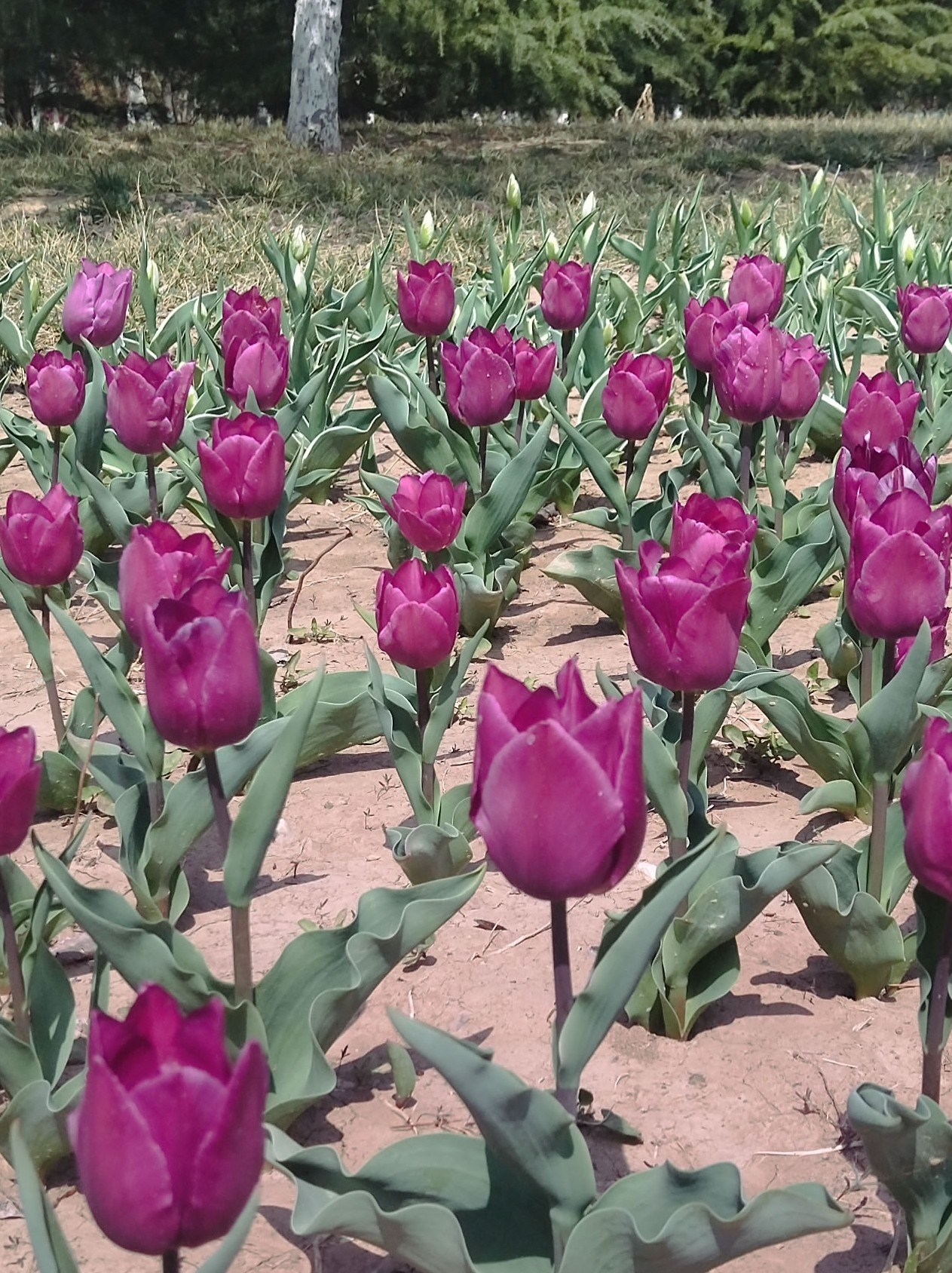一分钱壁纸电脑高清4k大照片桌面护眼屏保精美风景花卉紫色长更新