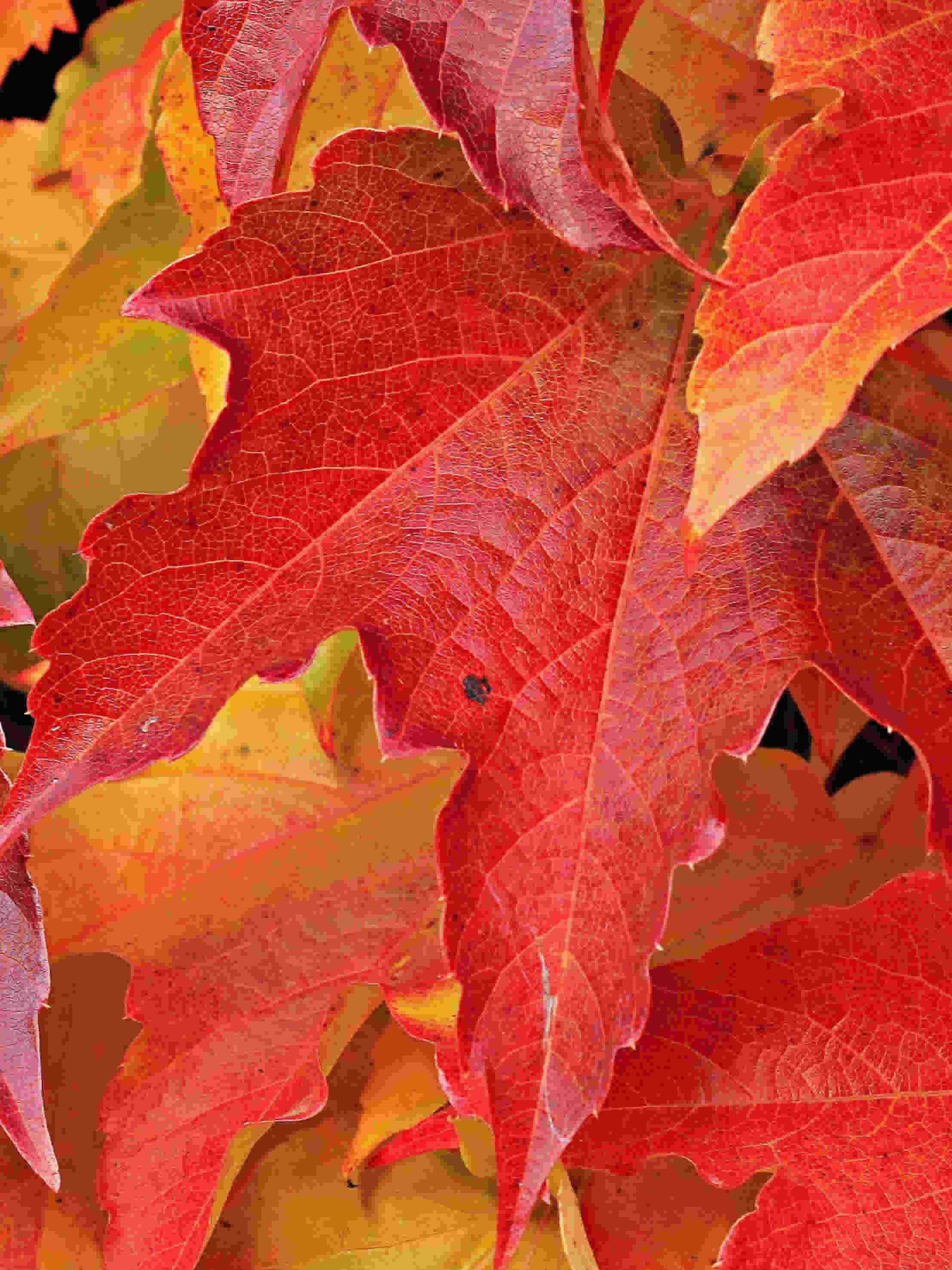 2215_2954竖版 竖屏