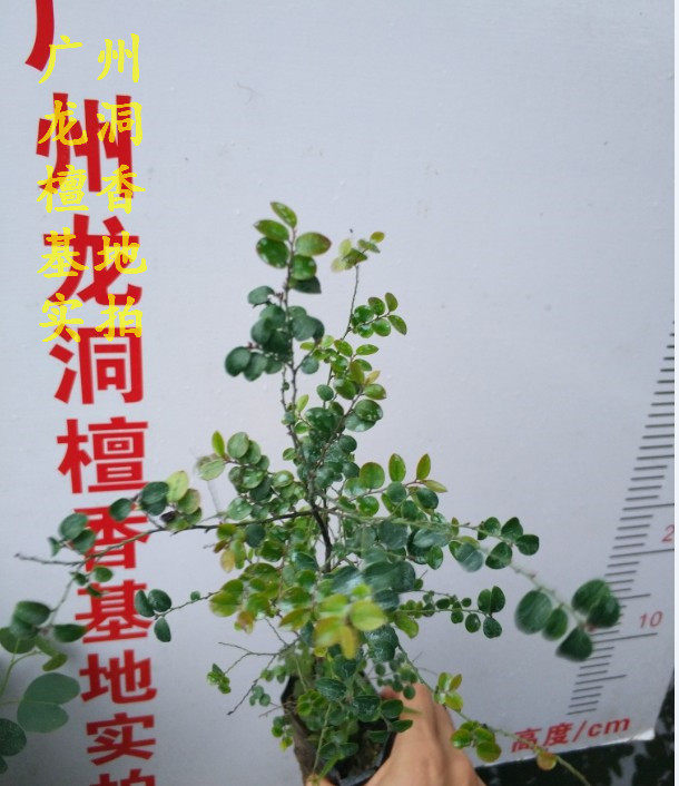 广东小叶紫檀树苗小叶紫檀盆景苗