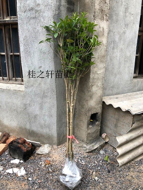 50棵一件咸宁桂花树苗金桂丹桂血桂朱砂桂1--3公分粗裸根发货包邮