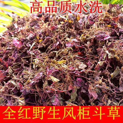 正宗红杆红叶野生风柜斗草250g