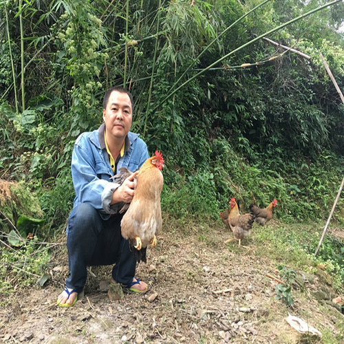新鲜现杀粤菜有鸡味的跑山散养鸡