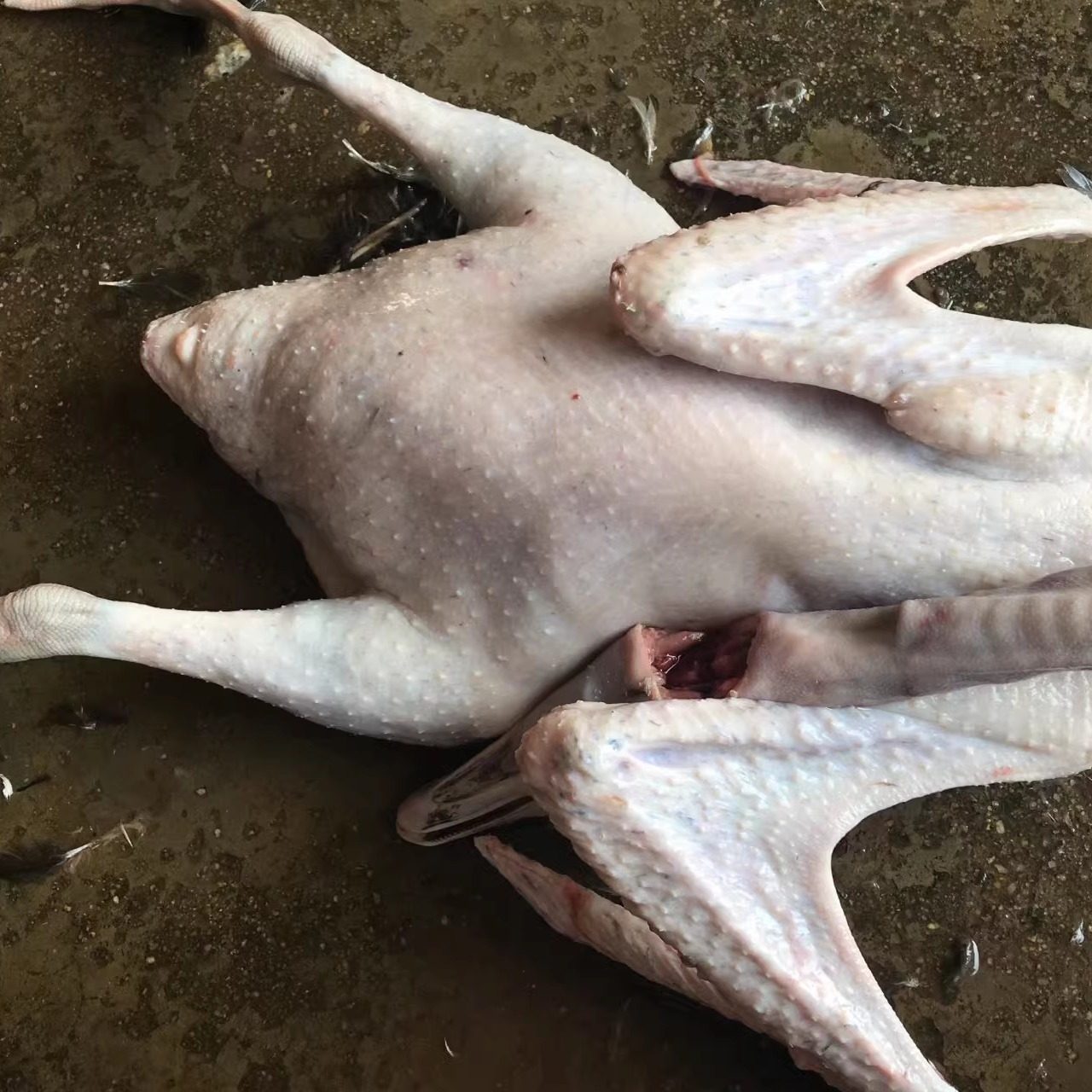 新鲜现杀黑鬃鹅|马岗鹅黑棕鹅农家散养鹅当天现杀6斤1只生肉生鲜,水产肉类/新鲜蔬果/熟食,鹅肉/鹅肉制品,淘宝优惠券,粉丝福利购,淘宝优惠卷