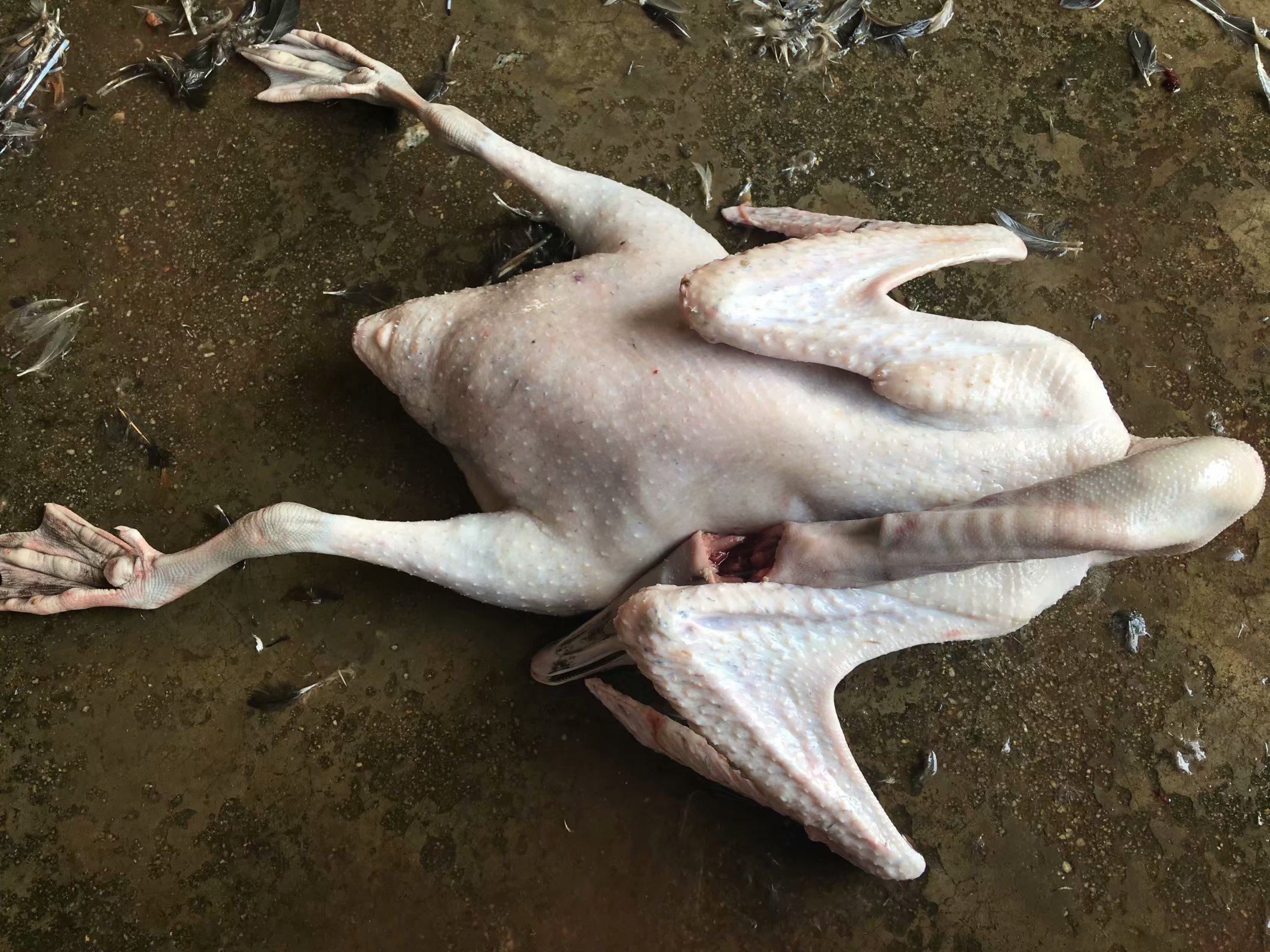 【新鲜现杀黑鬃鹅】马岗鹅黑棕鹅农家散养鹅当天现杀6斤1只