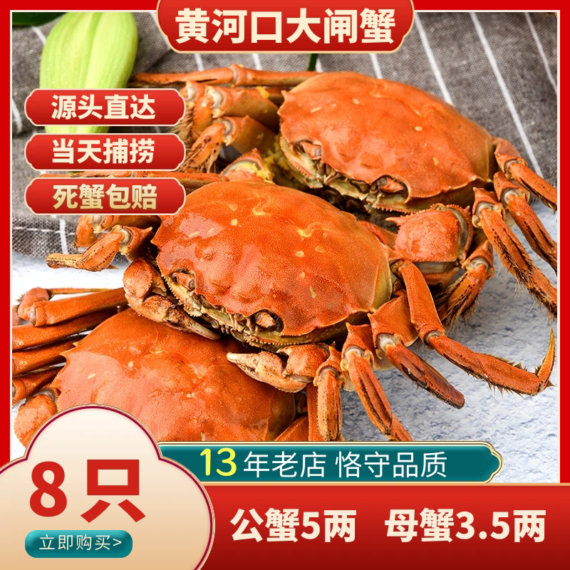 特大黄河口大闸蟹HHK/黄河口鲜活