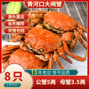 东营黄河口大闸蟹礼盒5两公3.5两母8只特大鲜活螃蟹源头直达