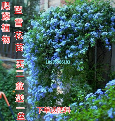 爬藤蓝雪花 蓝茉莉多年生四季开花蓝雪花盆栽爬藤植物 好养耐热