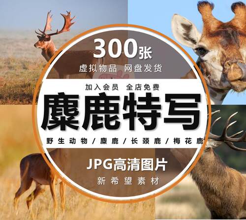 梅花鹿图片公雄鹿长颈鹿驯鹿麋鹿角野生动物摄影高清JPG素材