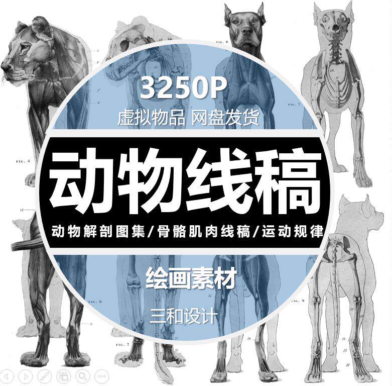 动物线稿猫狗老虎豹熊肌肉骨骼艺用解剖运动规律素描绘画参考素材