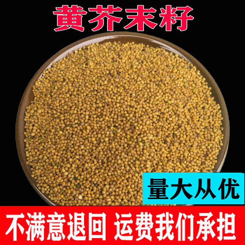 食用黄芥末籽500g包邮粒芥菜子芥辣菜籽黄芥末粉籽黄介籽免费磨粉