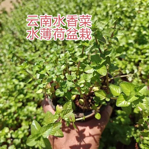 云南傣味水薄荷盆栽2盆薄荷叶火锅早点配菜鱼香菜水香菜调料凉拌