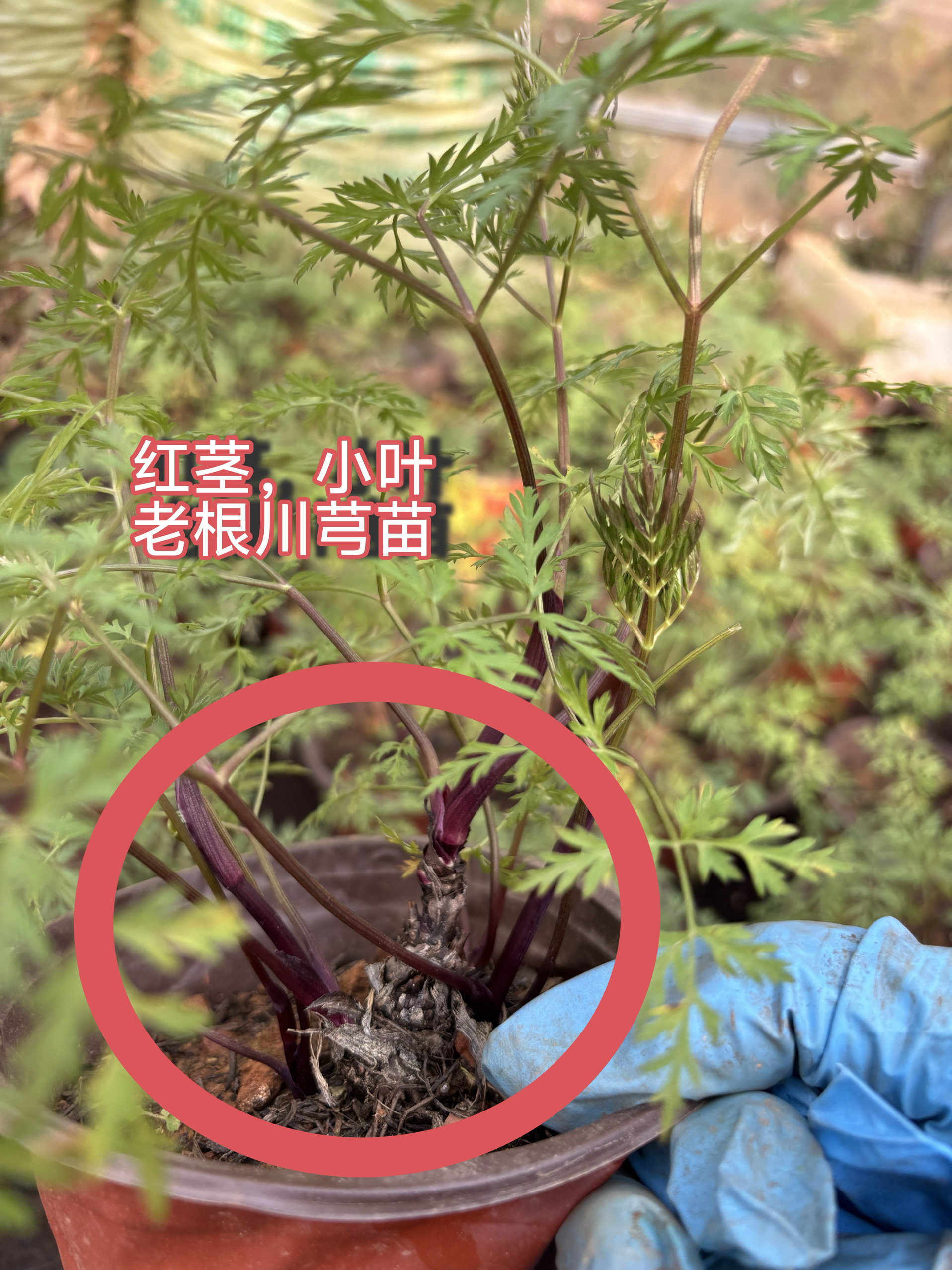 正宗云南小叶红茎川芎苗新蔬菜川芎叶盆栽老桩苗药材特色食材香料