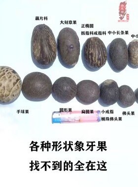 可做2-2.5厘米小原料有限象牙果