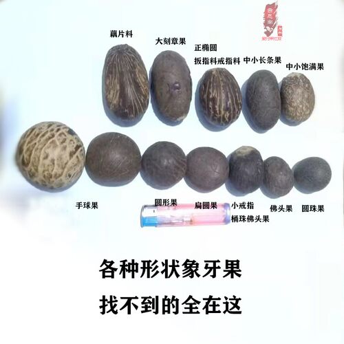 可做2-2.5厘米小原料有限象牙果