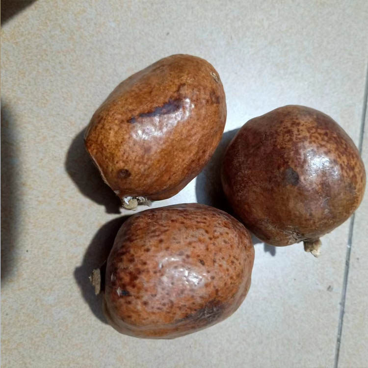 佛心果金灯菩提释迦菩提白色原料果大中小果菩提子菩提果吊坠项链