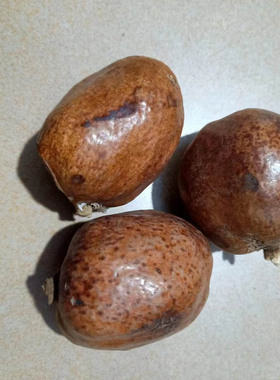 菩提子原料佛心果收藏菩提