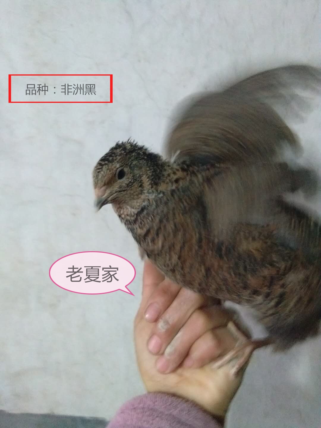 老夏受精种蛋孵化非洲黑大巨型鸟