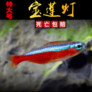 热带鱼草缸观赏鱼淡水灯科鱼活体巴西印尼宝莲灯大号红绿灯群游鱼