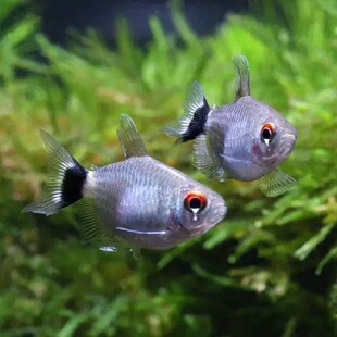 银屏灯鱼头尾灯球尾灯小球灯红眼皮球灯中上层温和观赏鱼易活七彩