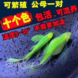 长鳍蝶翼斑马长尾大帆大号斑马鱼龙凤观赏小型鱼冷水鱼淡水好养活