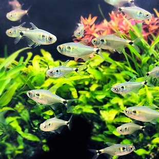 头尾灯鱼群游小鱼淡水宠物鱼小型热带灯科鱼观赏鱼活体新手易饲养