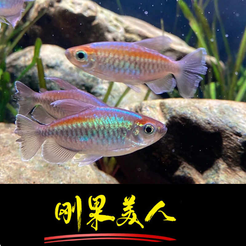 刚果美人鱼淡水草缸群游鱼热带观赏鱼缸观赏鱼小型鱼活体好小型鱼