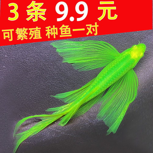 蝶翼斑马鱼大号冷水鱼无需打氧气