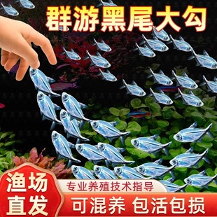 特大号黑尾大勾鱼群游鱼草缸小型热带鱼活鱼观赏鱼红绿灯鱼好养活