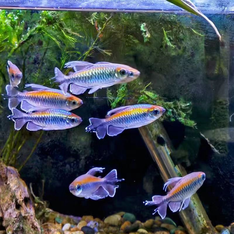 刚果美人淡水鱼热带鱼