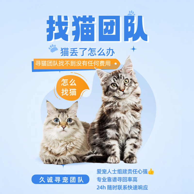 宠物侦探猫咪宠物丢了怎么办