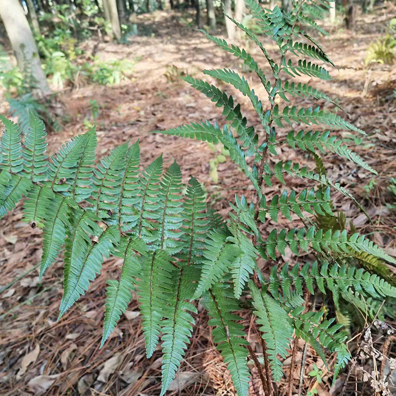 山上现挖蕨类植物绿植肾蕨盆景