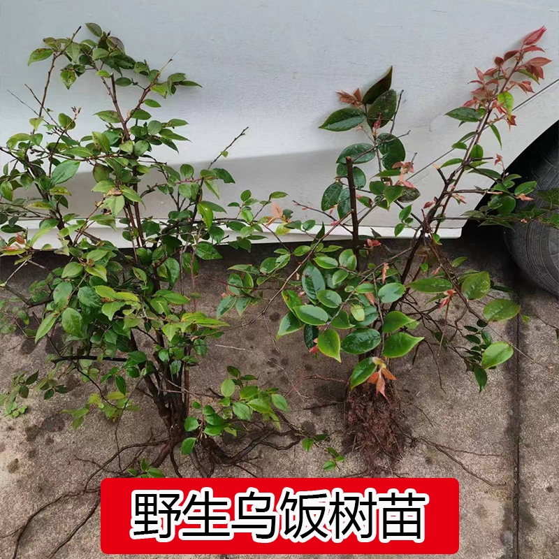 ڷ辰