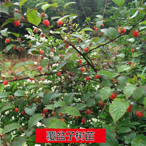 山上现挖树莓苗四月泡树泡刺泡果