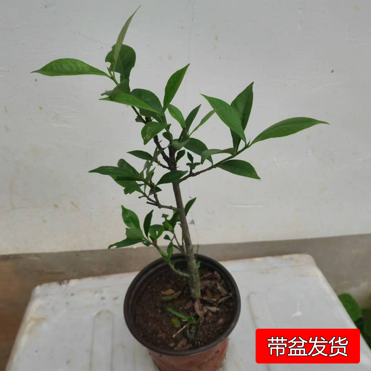 野山栀子花树苗黄栀子单瓣常绿植