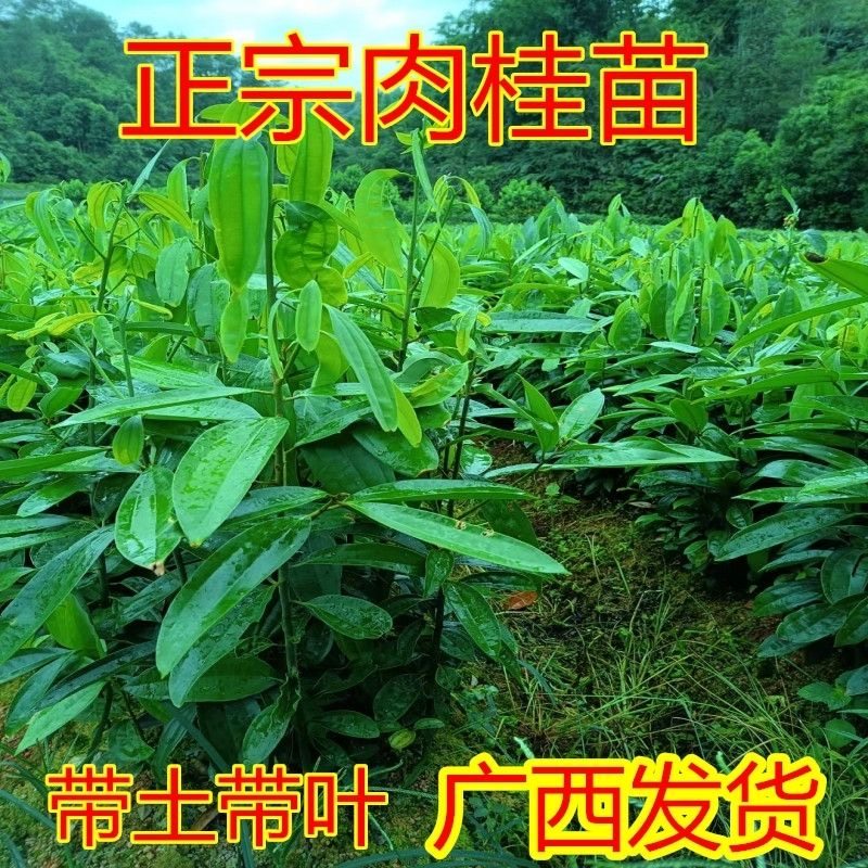 肉桂树苗桂皮树广西玉桂苗食用药材南方种植带土包邮桂木桂枝