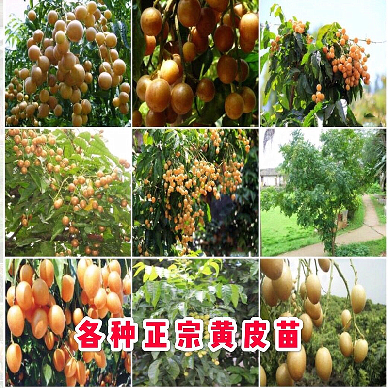 黑黄皮果树苗出世甜无核鸡心黄皮苗嫁接果树带土带叶盆栽地栽