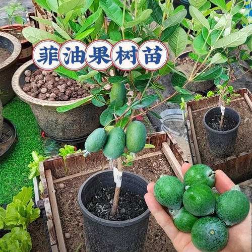 菲油果树苗庭院常绿水果花绿植盆栽南北方耐寒种植带土带叶