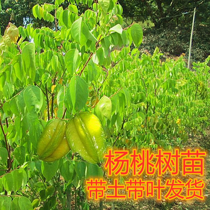 杨桃树苗甜杨桃苗嫁接苗四季结果可盆栽地栽阳台庭院种植结果快,鲜花速递/花卉仿真/绿植园艺,果树,淘宝优惠券,粉丝福利购,淘宝优惠卷